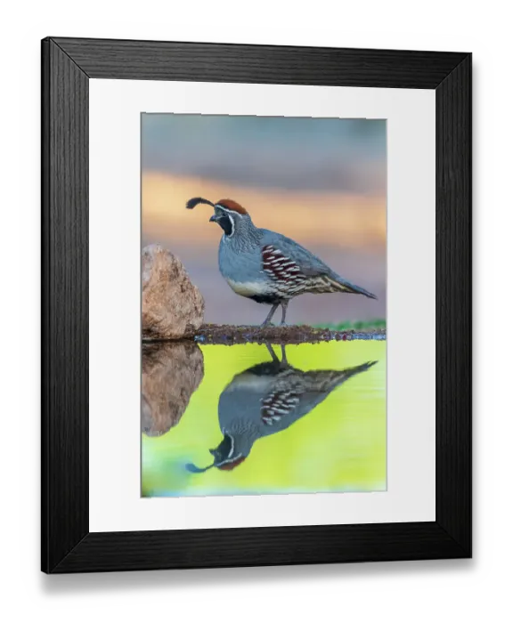 Framed Print : Gambel's Quail male at water, Pima County, Arizona Framed Print : Gambel's Quail male at water, Pima County, Arizona