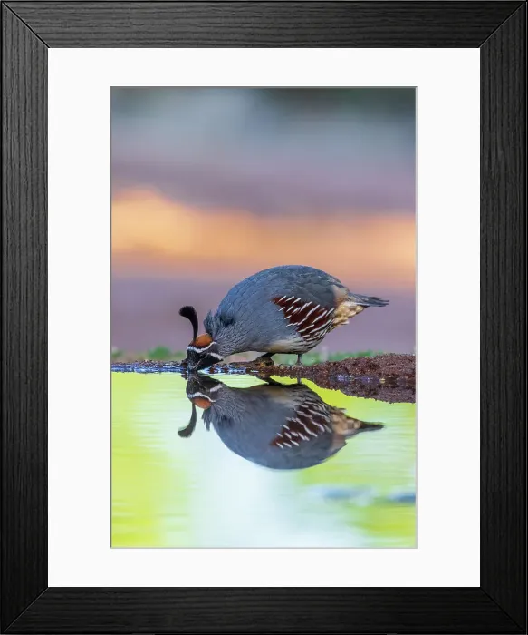 Framed Print : Gambel's Quail male drinking at water, Pima County, Arizona
