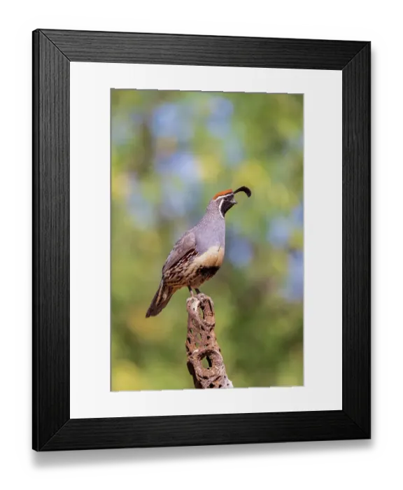 Framed Print : Gambel's Quail male, Pima County, Arizona Framed Print : Gambel's Quail male, Pima County, Arizona
