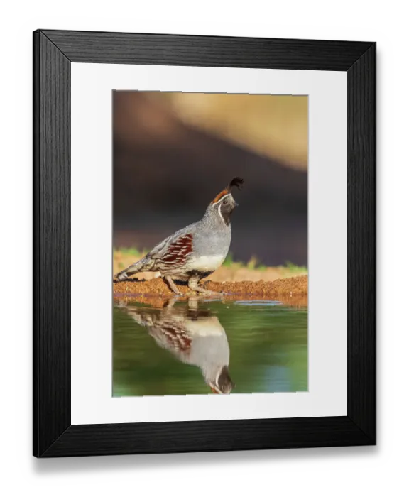 Framed Print : Gambel's Quail male at water, Pima County, Arizona
