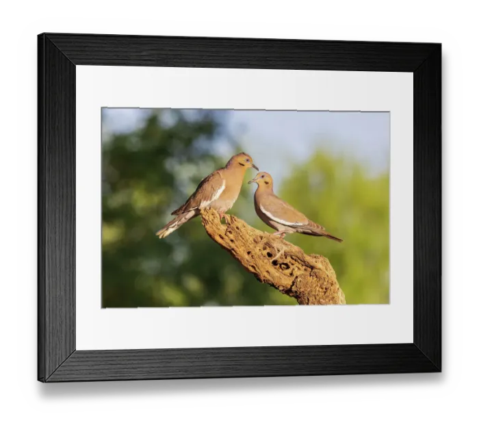 Framed Print : White-winged Doves, Pima County, Arizona