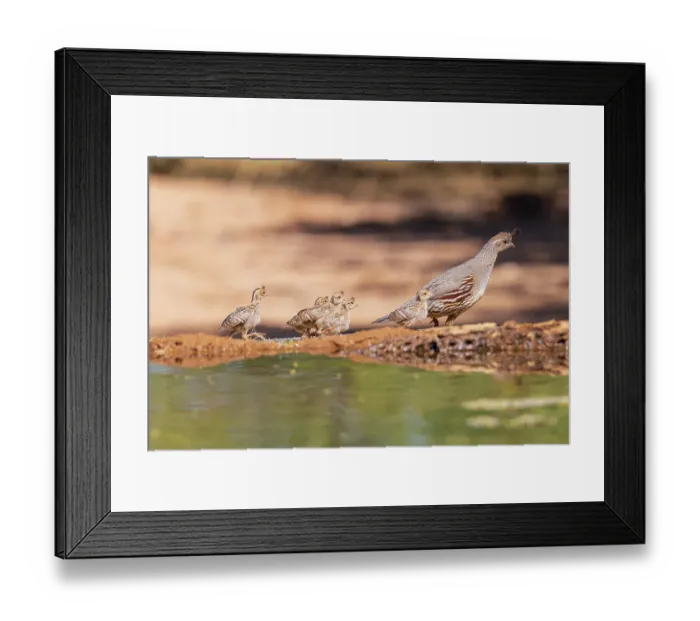 Framed Print : Gambel's Quail female with young, Pima County, Arizona Framed Print : Gambel's Quail female with young, Pima County, Arizona
