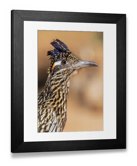 Framed Print : Greater Roadrunner in desert, Pima County, Arizona