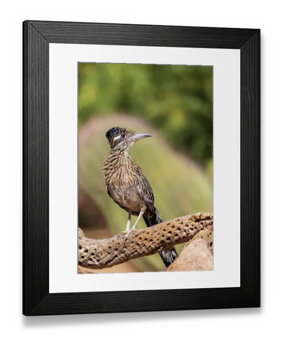 Framed Print : Greater Roadrunner in desert, Pima County, Arizona Framed Print : Greater Roadrunner in desert, Pima County, Arizona