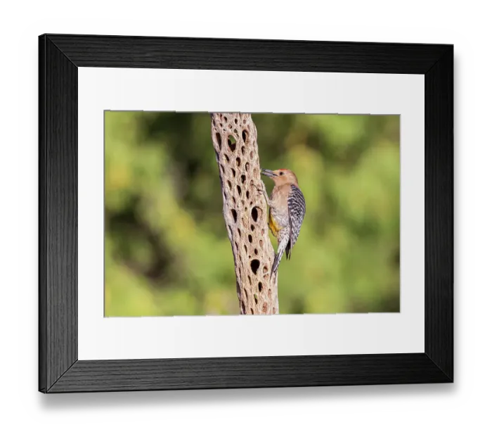 Framed Print : Gila Woodpecker male on tree, Pima County, Arizona