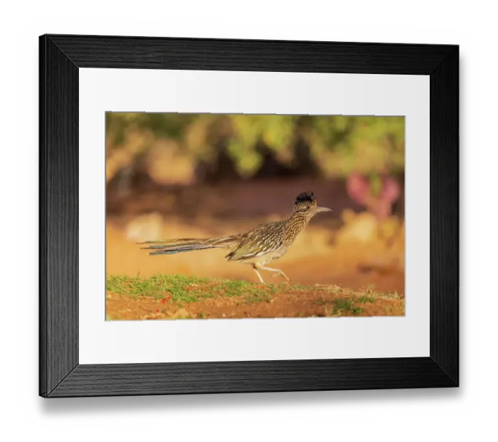 Framed Print : Greater Roadrunner in desert, Pima County, Arizona