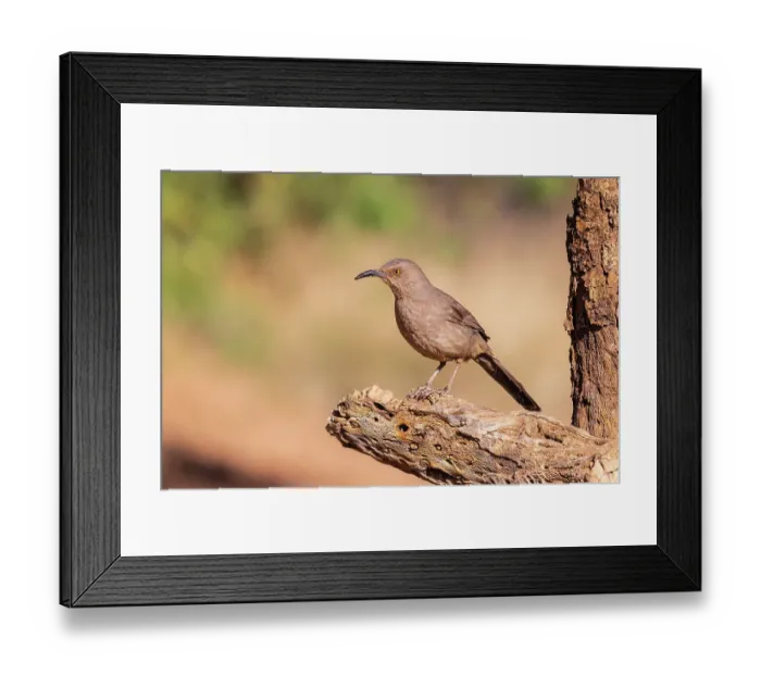 Framed Print : Curve-billed Thrasher, Pima County, Arizona