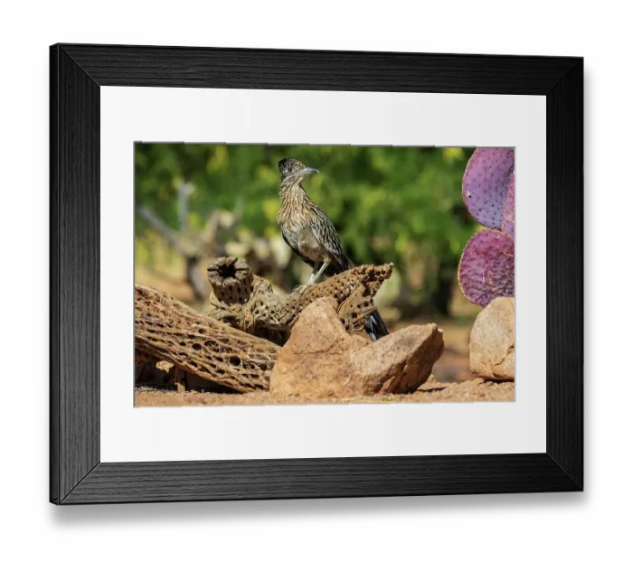 Framed Print : Greater Roadrunner in desert, Pima County, Arizona Framed Print : Greater Roadrunner in desert, Pima County, Arizona