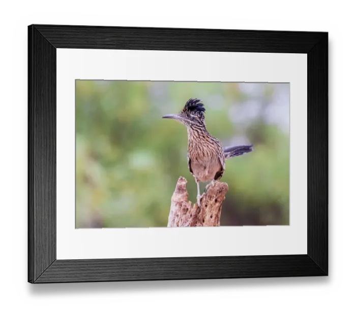 Framed Print : Greater Roadrunner in desert, Pima County, Arizona Framed Print : Greater Roadrunner in desert, Pima County, Arizona