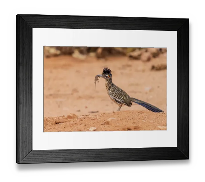 Framed Print : Greater Roadrunner with lizard in desert, Pima County, Arizona Framed Print : Greater Roadrunner with lizard in desert, Pima County, Arizona