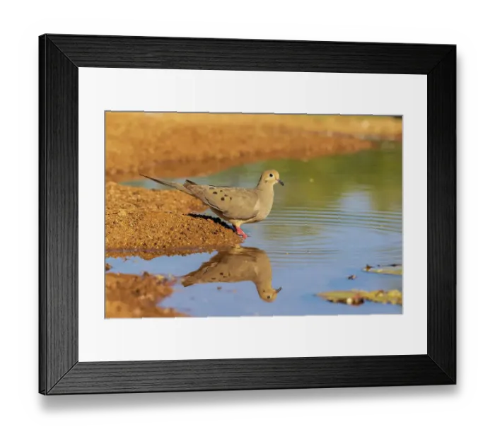 Framed Print : Mourning Dove at water, Pima County, Arizona