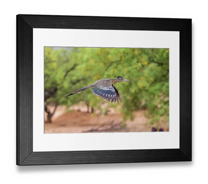 Framed Print : Greater Roadrunner in flight in desert, Pima County, Arizona Framed Print : Greater Roadrunner in flight in desert, Pima County, Arizona