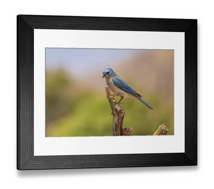 Framed Print : Mexican Jay, Pima County, Arizona