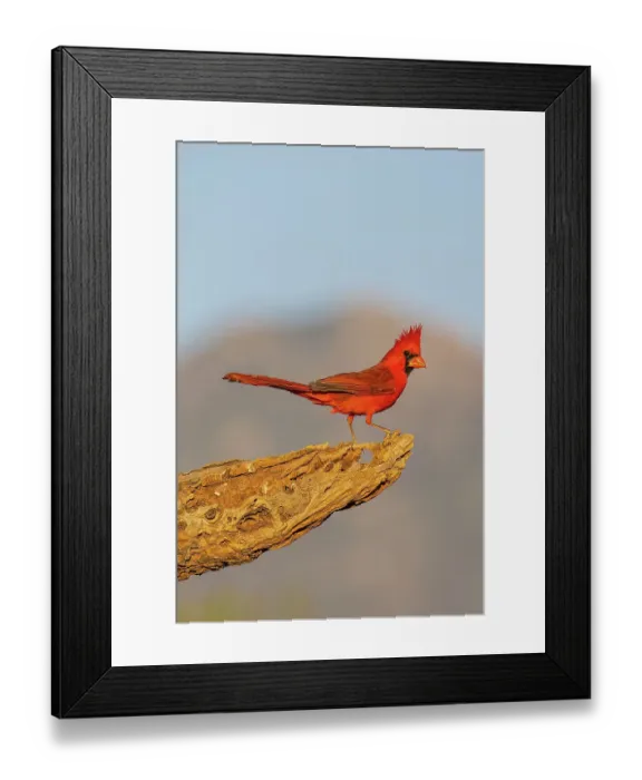 Framed Print : Northern Cardinal male, Pima County, Arizona Framed Print : Northern Cardinal male, Pima County, Arizona