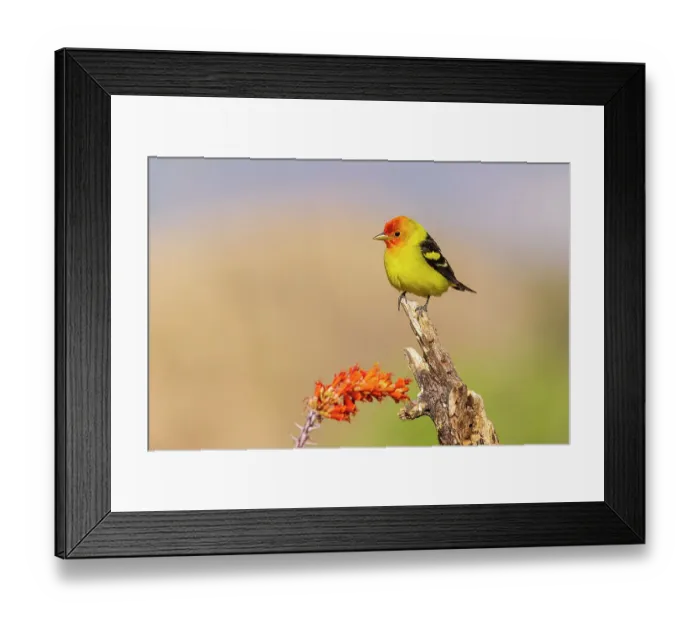 Framed Print : Western Tanager male near Ocotillo cactus, Pima County, Arizona Framed Print : Western Tanager male near Ocotillo cactus, Pima County, Arizona