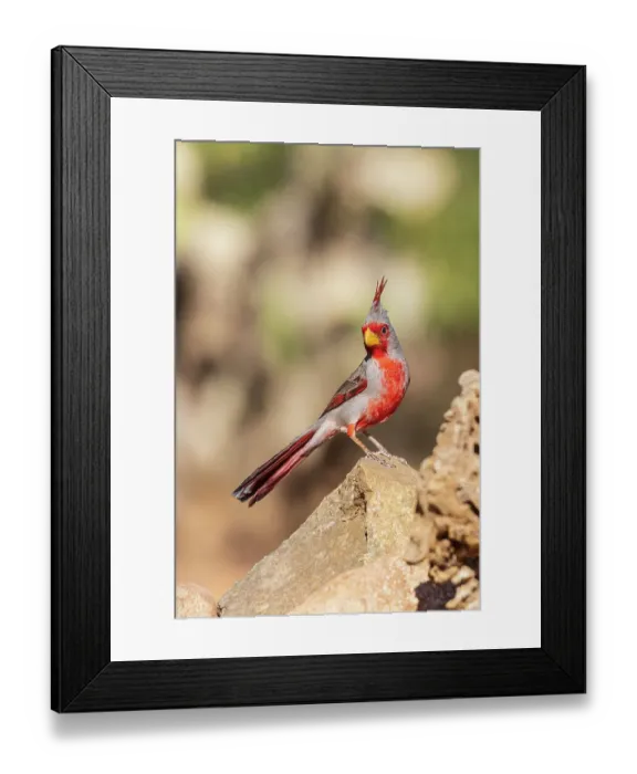 Framed Print : Pyrrhuloxia male, Pima County, Arizona