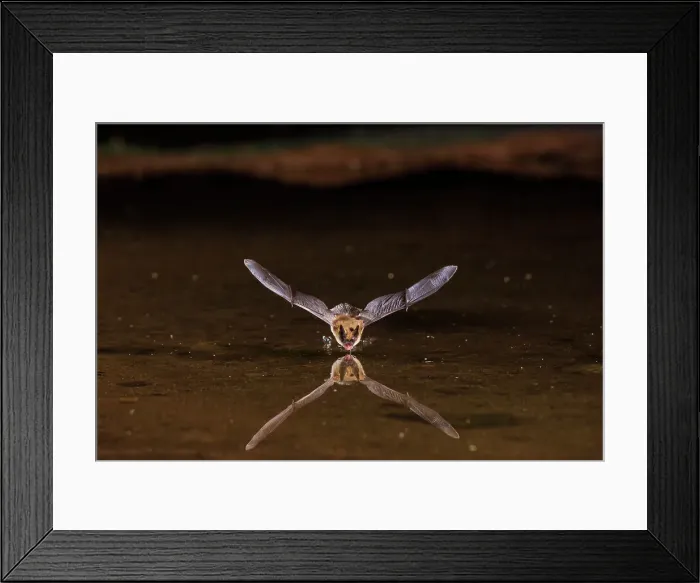 Framed Print : Long-eared Myotis skimming pond for a drink, Pima County, Arizona Framed Print : Long-eared Myotis skimming pond for a drink, Pima County, Arizona