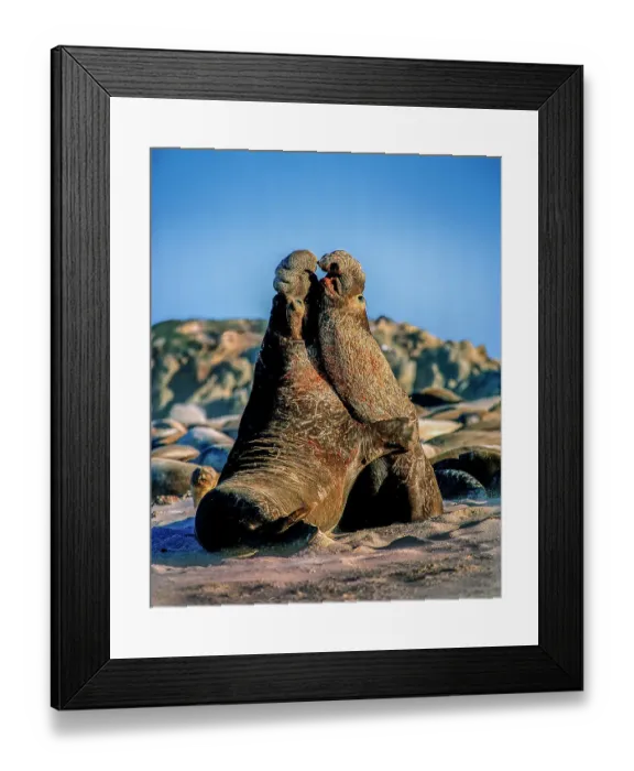 Framed Print : USA, California, Channel Islands National Park. Male elephant seals on San Miguel Island fight for mating rights Framed Print : USA, California, Channel Islands National Park. Male elephant seals on San Miguel Island fight for mating rights