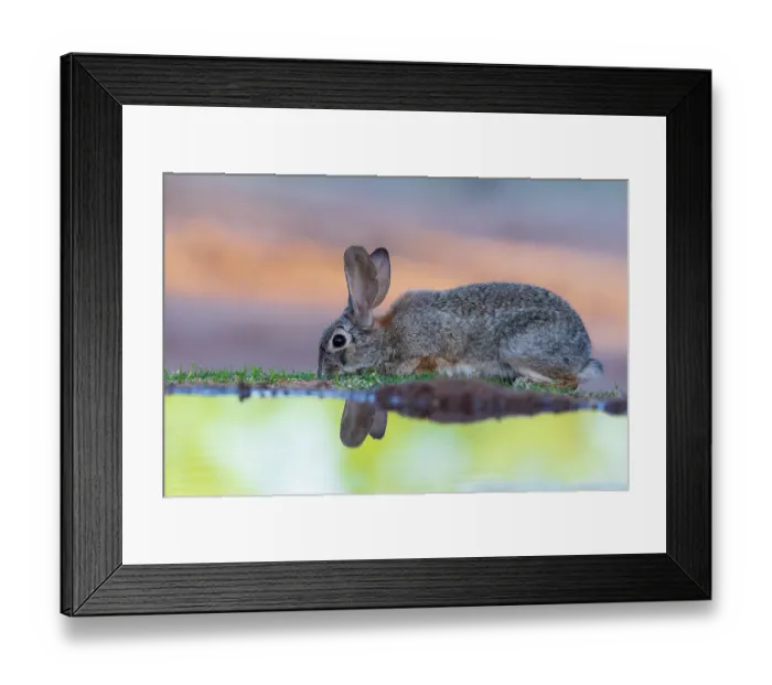 Framed Print : Desert Cottontail at water, Pima County, Arizona Framed Print : Desert Cottontail at water, Pima County, Arizona