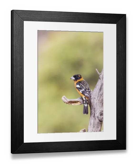 Framed Print : Black-headed Grosbeak male, Pima County, Arizona