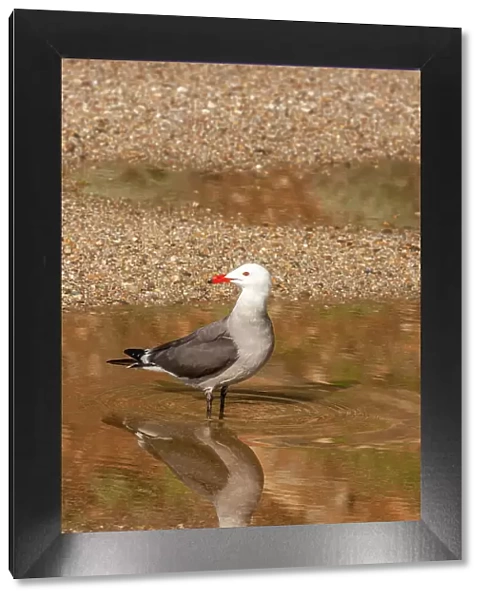 USA, California, Morro Bay. Heermann's gull drinking