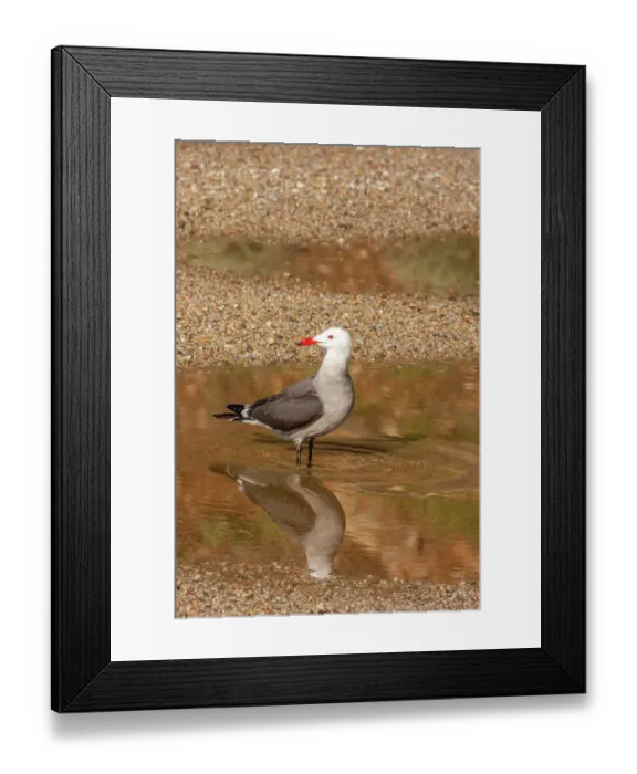 Framed Print : USA, California, Morro Bay. Heermann's gull drinking Framed Print : USA, California, Morro Bay. Heermann's gull drinking