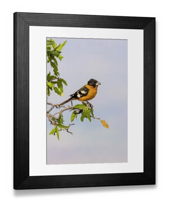 Framed Print : Black-headed Grosbeak male, Pima County, Arizona Framed Print : Black-headed Grosbeak male, Pima County, Arizona