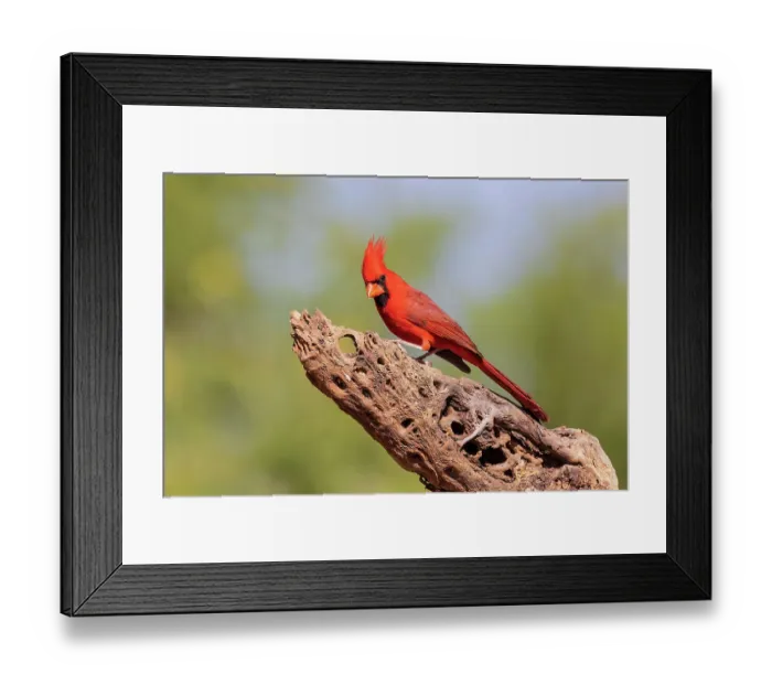 Framed Print : Northern Cardinal male, Pima County, Arizona Framed Print : Northern Cardinal male, Pima County, Arizona