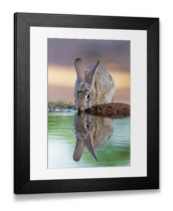 Framed Print : Desert Cottontail at water, Pima County, Arizona Framed Print : Desert Cottontail at water, Pima County, Arizona