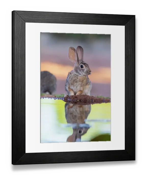Framed Print : Desert Cottontail at water, Pima County, Arizona Framed Print : Desert Cottontail at water, Pima County, Arizona