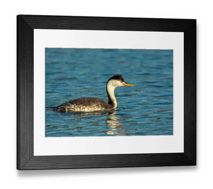 Framed Print : USA, California, Morro Bay. Close-up of Clark's grebe in water Framed Print : USA, California, Morro Bay. Close-up of Clark's grebe in water