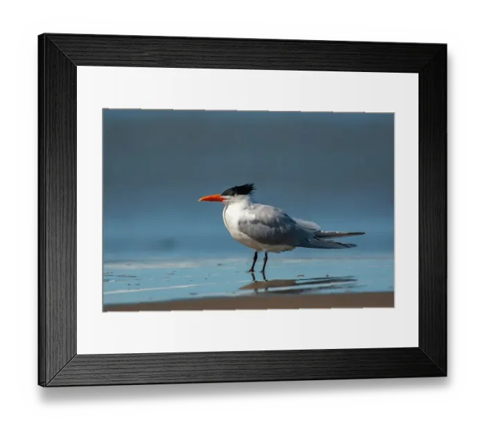 Framed Print : USA, California, San Luis Obispo County. Royal tern close-up on beach Framed Print : USA, California, San Luis Obispo County. Royal tern close-up on beach