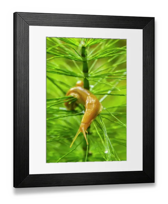Framed Print : USA, California, Prairie Creek Redwoods State Park. Banana slug on plant Framed Print : USA, California, Prairie Creek Redwoods State Park. Banana slug on plant