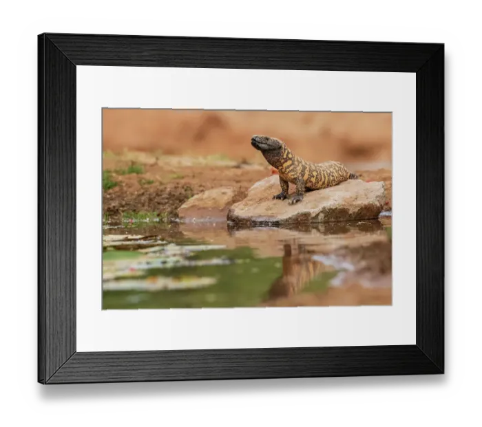 Framed Print : Gila Monster at water, Pima County, Arizona