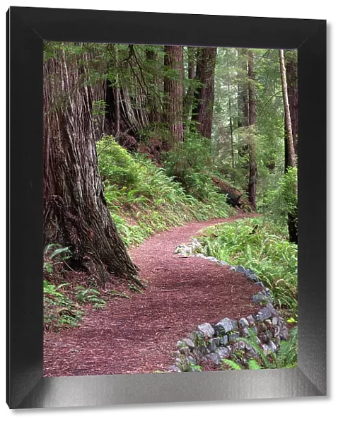 USA, California. Path in the Redwood National Forest