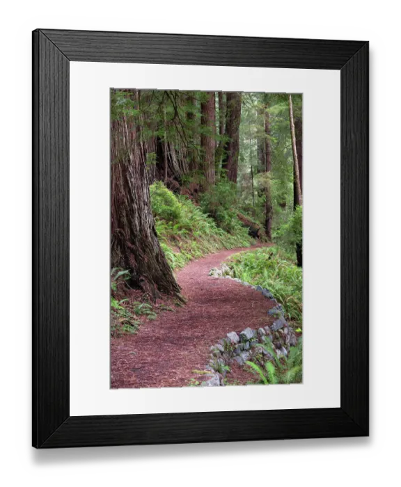 Framed Print : USA, California. Path in the Redwood National Forest Framed Print : USA, California. Path in the Redwood National Forest
