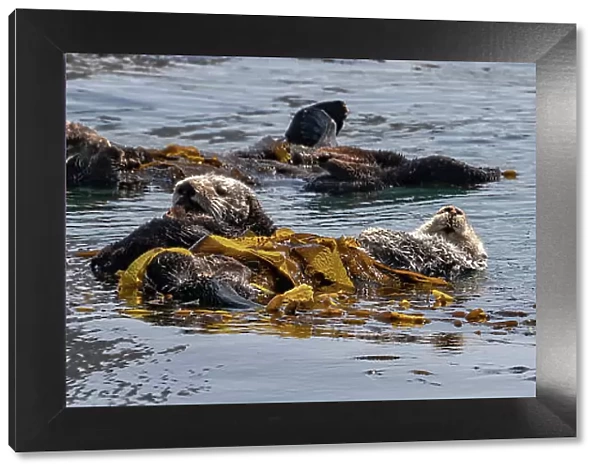 USA, California. Sea Otters (Enhydra lutris)