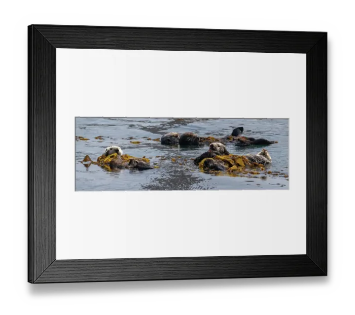 Framed Print : USA, California. Sea Otters (Enhydra lutris) Framed Print : USA, California. Sea Otters (Enhydra lutris)