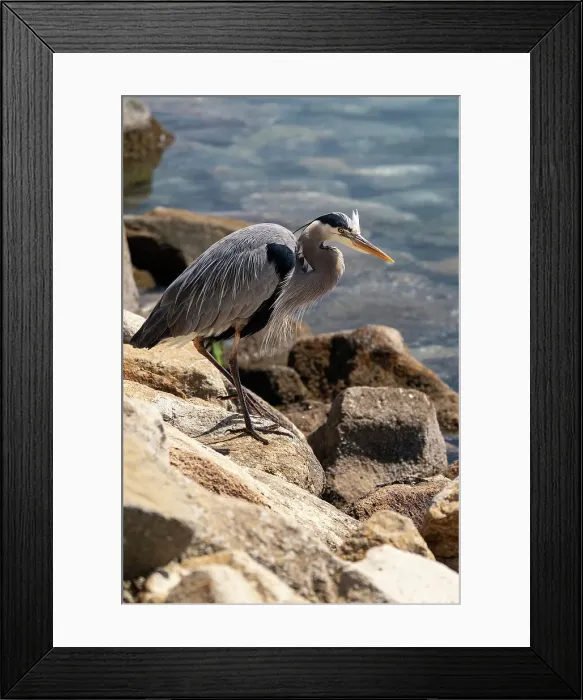 Framed Print : USA, California. Great Blue Heron (Ardea Herodias)