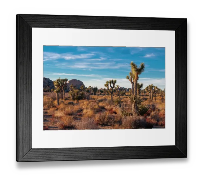 Framed Print : Desert landscape and vegetation in Joshua Tree National Park, California, USA Framed Print : Desert landscape and vegetation in Joshua Tree National Park, California, USA
