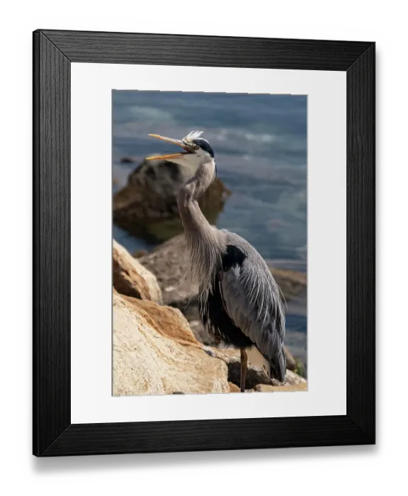 Framed Print : USA, California. Great Blue Heron (Ardea Herodias)