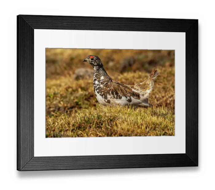 Framed Print : USA, Colorado, Mt. Evans. White-tailed ptarmigan bird changing plumage