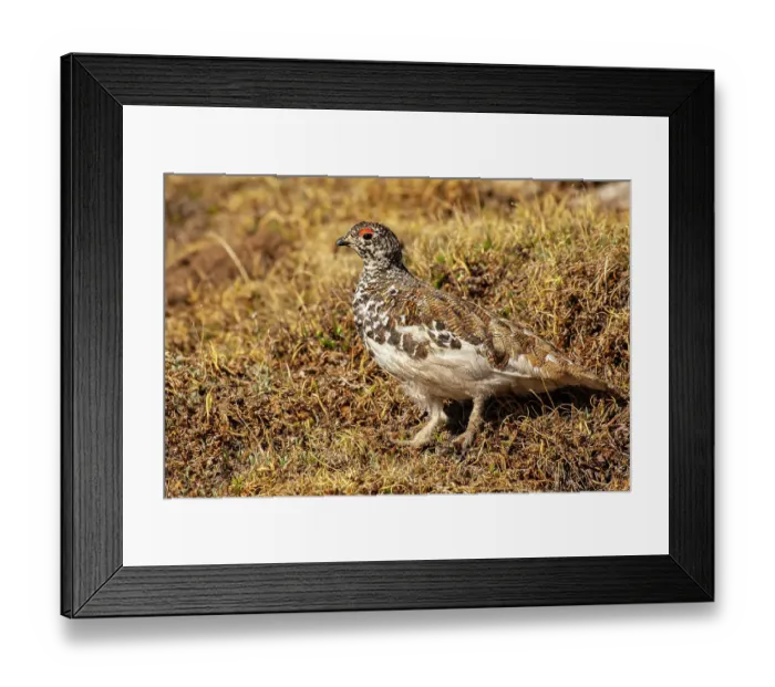 Framed Print : USA, Colorado, Mt. Evans. White-tailed ptarmigan bird changing plumage Framed Print : USA, Colorado, Mt. Evans. White-tailed ptarmigan bird changing plumage