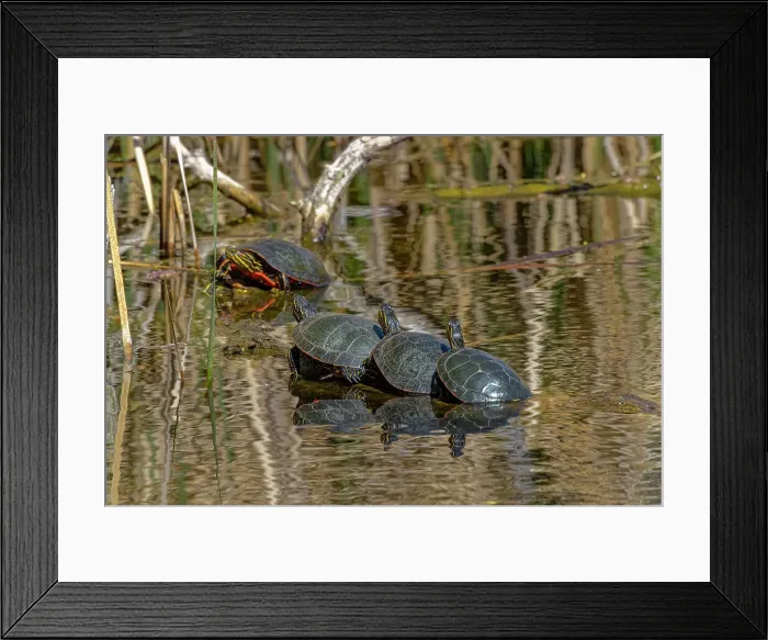 Framed Print : USA, Colorado, Fort Collins. Painted turtles on log in pond Framed Print : USA, Colorado, Fort Collins. Painted turtles on log in pond