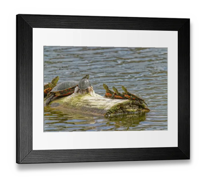 Framed Print : USA, Colorado, Fort Collins. Painted turtles on log in pond