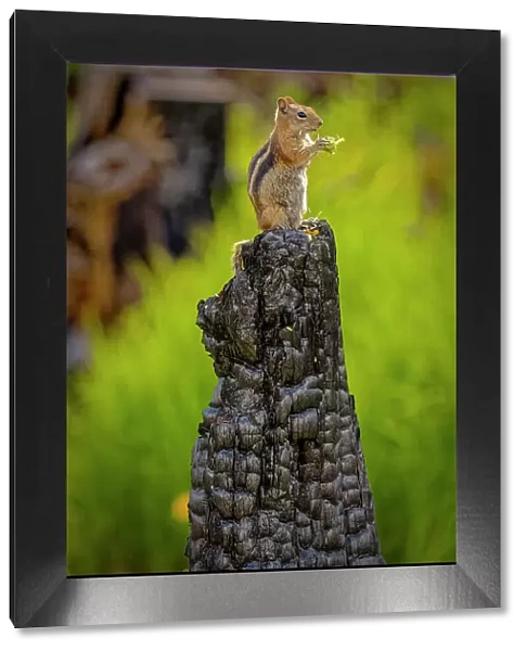 USA, Colorado, Cameron Pass. Golden-mantled ground squirrel eating on burned stump