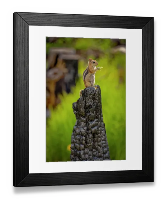 Framed Print : USA, Colorado, Cameron Pass. Golden-mantled ground squirrel eating on burned stump Framed Print : USA, Colorado, Cameron Pass. Golden-mantled ground squirrel eating on burned stump