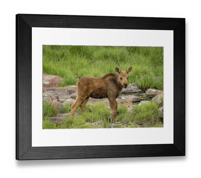 Framed Print : USA, Colorado, Cameron Pass. Moose calf close-up