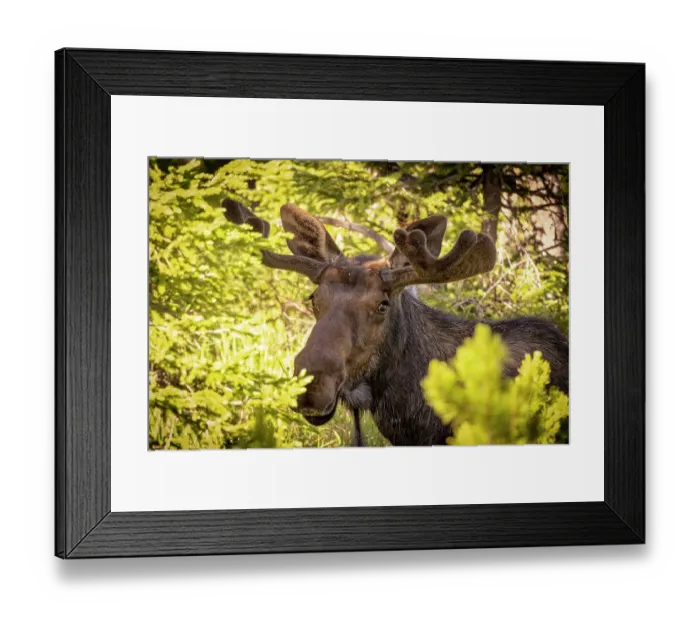 Framed Print : USA, Colorado, Cameron Pass. Bull moose close-up