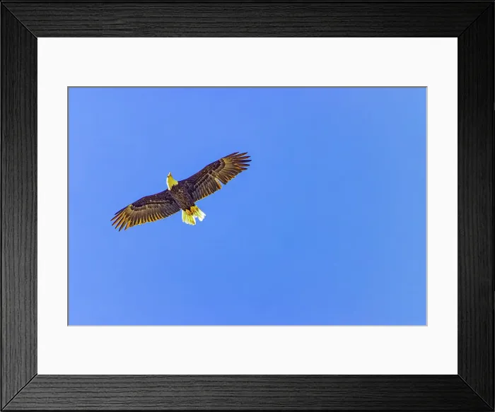 Framed Print : USA, Colorado, Fossil Creek Reservoir. American bald eagle in flight
